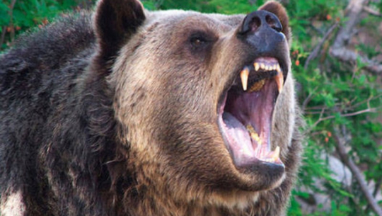 Bear terror in Achham, three injured in one day