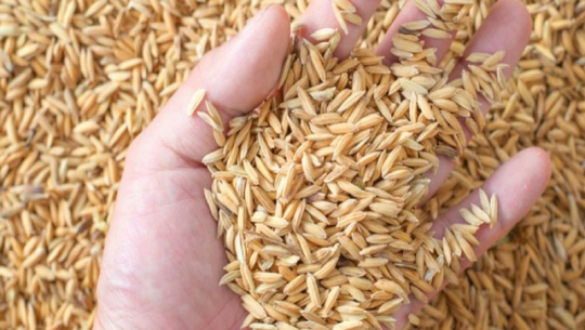 कैलालीका किसानलाई मागबमोजिम धानको बीउ आपूर्ति भएन