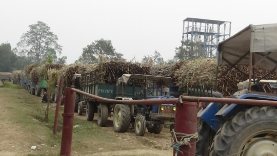 कञ्चनपुरमा सरकारले तोकेको मूल्य नपाउँदा किसान सस्तोमा उखु बिक्रि गर्न बाध्य