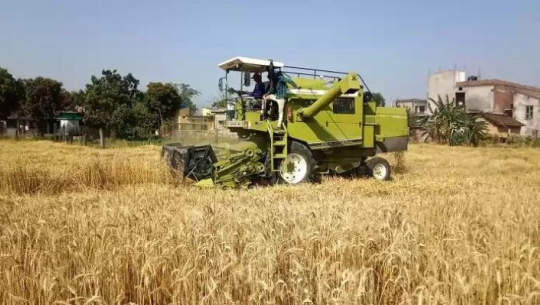 कञ्चनपुरका किसानलाई गहुँ ‘थ्रेसिङ’ गर्न समस्या