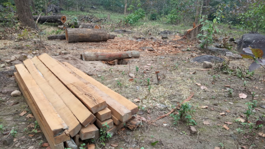 कैलालीमा कर्मचारीकै मिलेमतोमा तस्करी हुन थालेपछि वन संरक्षणमा चुनौती