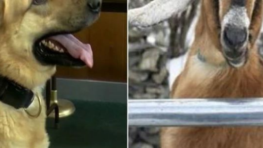 मेयरका लागि बाख्रा र कुकुर चुनावी मैदानमा!