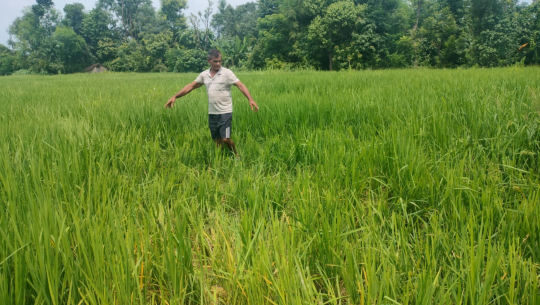 कञ्चनपुरको शुक्लाफाँटामा हात्ती आतङ्क