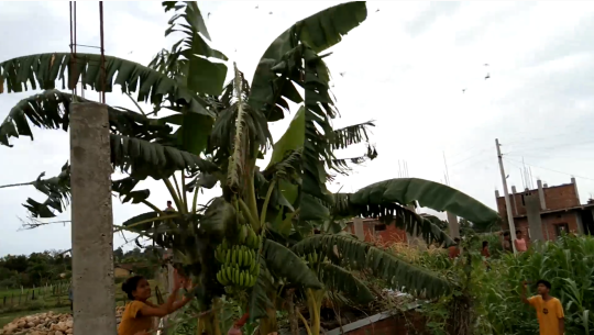 ‘कैलालीमा ठूलो झुण्डमा सलह किरा आएको छैन्, झुण्डबाट छुट्टिएर आएको हुनसक्छ’