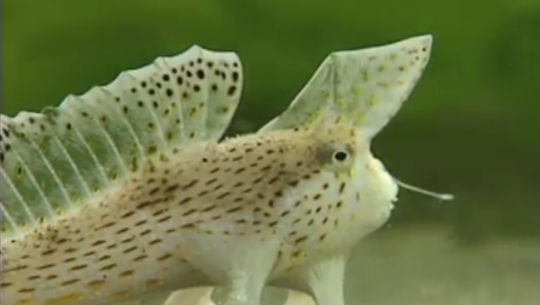 यो माछा पौडिदैन, मात्र दौडिन्छ! (हेर्नुहोस भिडियो)