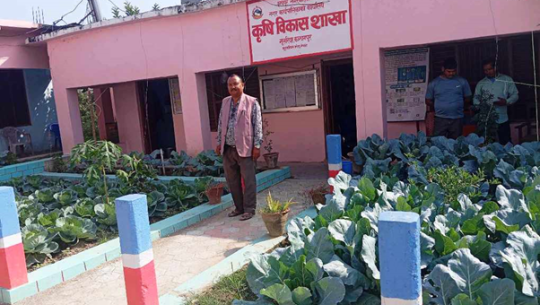 कञ्चनपुरको एउटा पालिका, जहाँ कार्यालय परिसरमै बनाइयो तरकारीबारी
