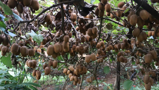 डोटीमा भट्ट र मल्लले गरे लोभलाग्दो किबीखेती, क्षेत्रफल विस्तार गरिँदै