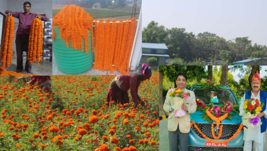 धनगढीमा बेचिन थाले फूल, बढ्न थाल्यो आम्दानी