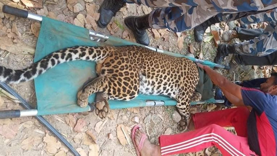 दार्चुलामा पासोमा फसेको चितुवाको यसरी गरियो उद्धार