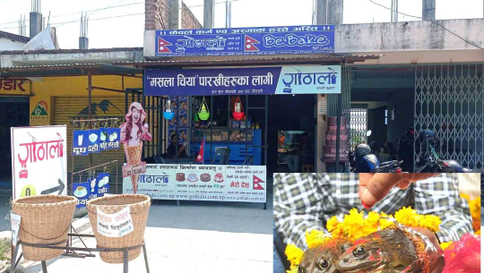 पानी नपरेपछि धनगढीमा भ्यागुताको बिहे