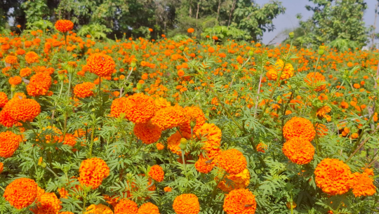 सयपत्री फूल बिक्री भएपछि धनगढीका किसान खुसी