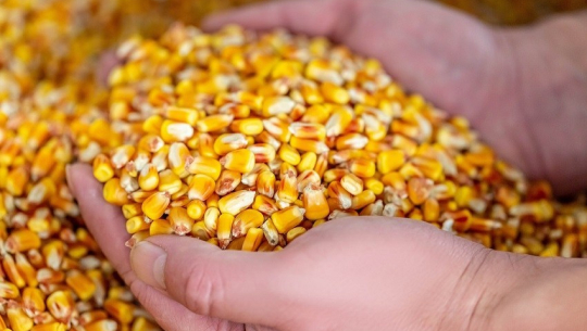 खडेरी पीडित किसानलाई मकैको बीउ