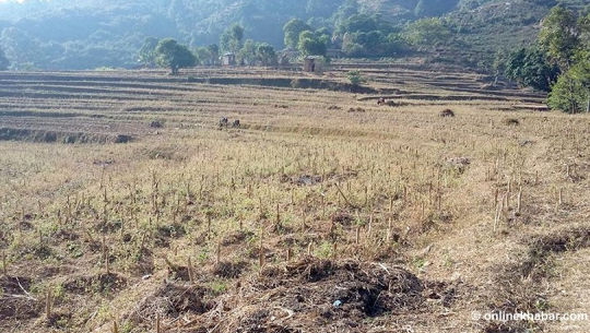 खडेरीले खेतीयोग्य जमीन बाँझै