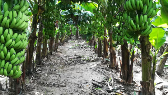 कञ्चनपुरका केरा व्यवसायी लगानी डुब्ने चिन्तामा