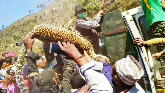 बैतडीमा खोरमा फसेको चितुवाको उद्धार