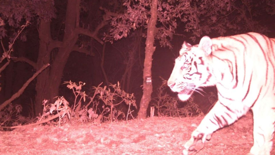 रोयल बंगाल टाइगर देखिएपछि डडेल्धुराको महाभारत वन क्षेत्रमा पुनः क्यामेरा ट्रयापिङ
