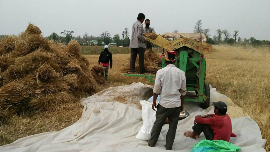 कैलालीमा गहुँ खरिद शुरु, बिक्रीमा कमी