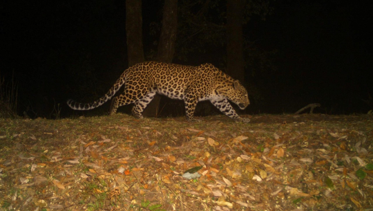 डडेल्धुराको महाभारत वनक्षेत्रमा जडान गरिएका क्यामेरामा के–के देखिए?(फोटो फिचर)