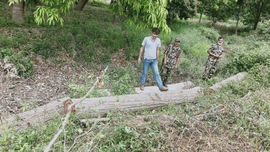 कैलालीमा १४ गोलिया सालको काठ सहित दुई जना पक्राउ