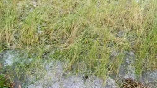 बैतडीमा असिना गहुँ र तरकारीबालीमा क्षती, भोकमरीकाे चिन्ता