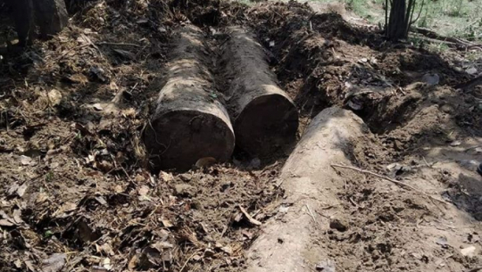 कैलालीमा चाेरीगरि लुकाएर राखिएको काठ