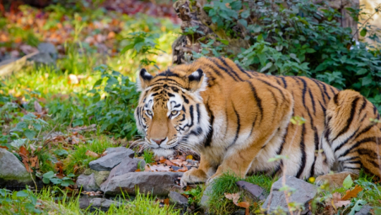 A woman injured in a tiger attack in Kanchanpur 