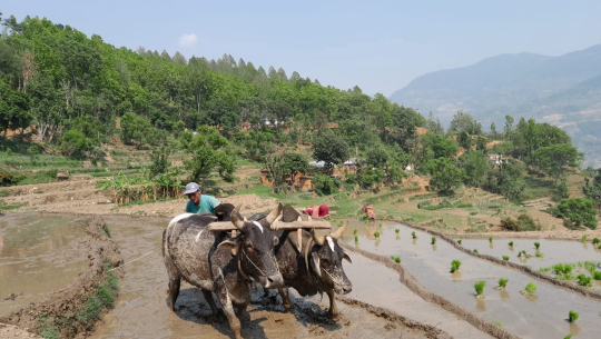 तस्बिर : तीर्थराज भट्ट
