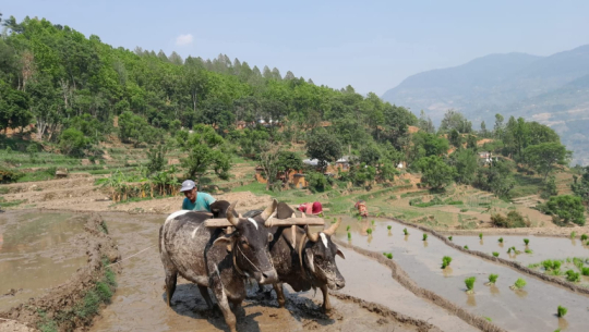 Sudurpaschim to provide Rs 5,000 incentive to farmers raising cattle