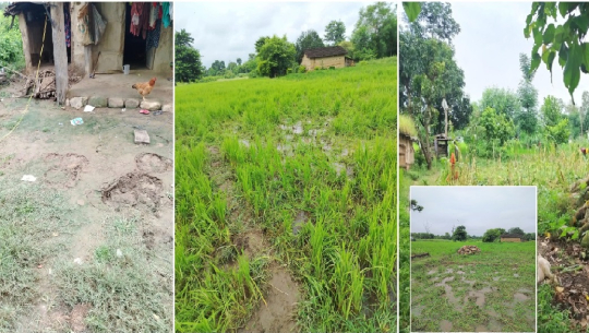 कञ्चनपुरको कृष्णपुरमा जङ्गली हात्तीको आतङ्क, स्थानीय त्रसित 