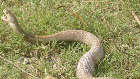 डडेल्धुरामा सर्पले डसेर एक जनाको मृत्यु