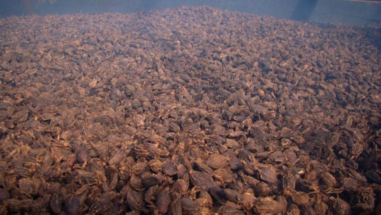 अब नेपालमै अलैँची प्रशोधन, मङ्सिरबाट प्रशोधन गरिने