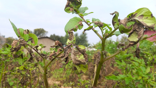 डडुवा रोगले आलु नष्ट