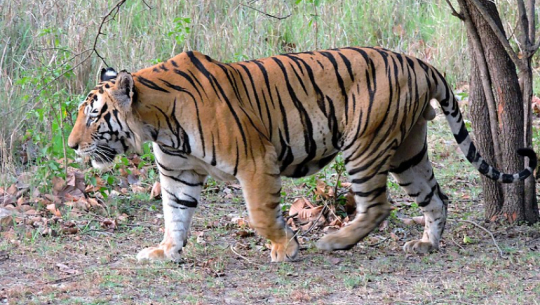 A Tiger Attack Leaves One Injured in Kailali