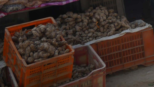 अदुवा खरिद गर्न डोटीका किसानका बारीमा व्यापारी