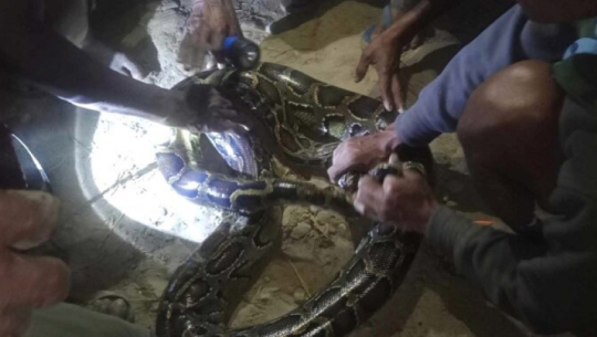 Rare Python Rescued in Kailali: Local Efforts Ensure Safe Return to the Wild