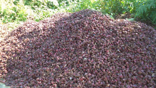 फाईल तस्बिर  