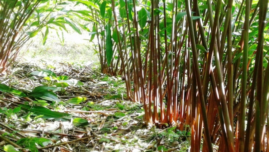 मूल्यवृद्धिले अलैँचीखेती गर्ने किसानलाई राहत