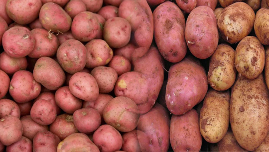 बन्दीपुरका किसानलाई आलुको बीउ वितरण