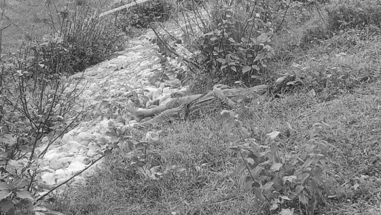 बैतडीमा एक बालिका मृत फेला