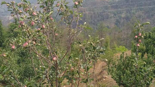 बैतडीको सतबाँझमा १५ वर्षपछि फल्यो स्याउ