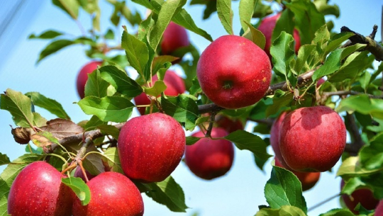 स्याउको ‘हव’ बन्दै मुड्केचुला