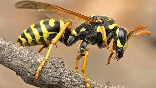 डोटीमा अरिङ्गालले टोक्दा बृद्धको मृत्यु