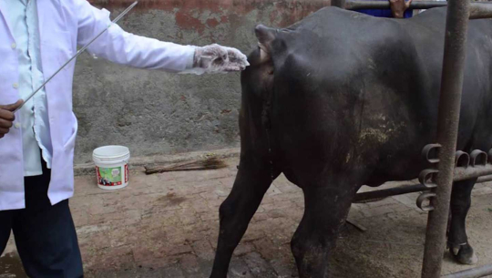 कञ्चनपुरमा कृत्रिम गर्भाधानप्रति आकर्षित हुँदै पशुपालक