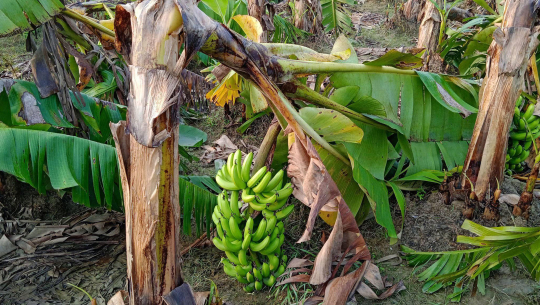 फोटो: रासस 