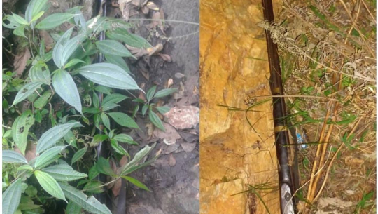 अछाममा २ वटा भरुवा बन्दुक बरामद