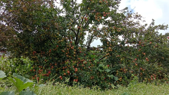 सुदूरपश्चिममा स्याउ खेती  प्रवर्द्धनका लागि राज्य स्तरबाट पहल भएन
