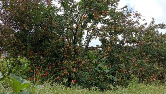 बाजुराको ‘अर्गानिक’ स्याउ उपभोक्ताको रोजाइमा