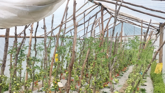 बैतडीका एक शिक्षकको गोलभेंडाखेतीबाट वार्षिक चार लाख आम्दानी 