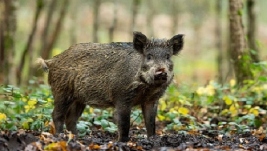 बझाङमा बँदेलको आक्रमणबाट चार घाइते