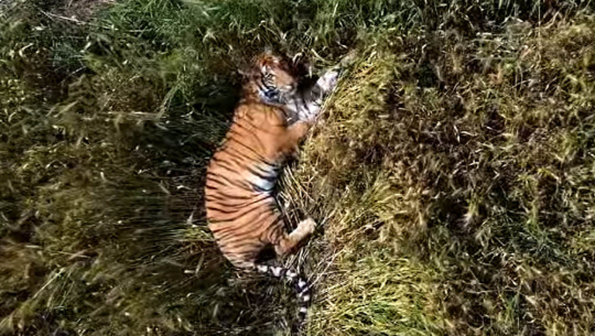 कञ्चनपुरमा गाउँ पसेको पाटेबाघ नियन्त्रणमा